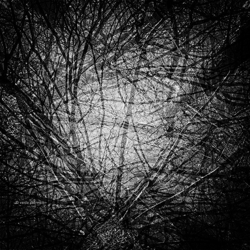 From the series "Nature Graphics": "The Sky of Trees" - Original Signed Fine Art Photography Print 6x6 inches (15x15 cm)