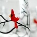 Christmas Cardinals Stemless Wine Glasses--Set of 4 Hand Painted Wine Glasses