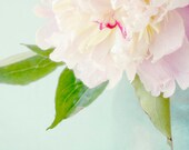 Ethereal Peony Photograph, Floral Art Print, Flower Wall Decor, Pink on Turquoise