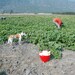 25 Mini Pumpkins