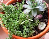 rooted succulent