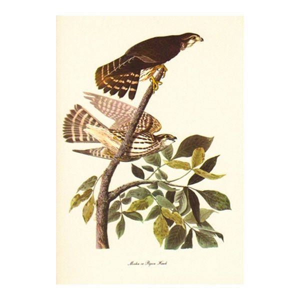 AUDUBON MERLIN HAWK