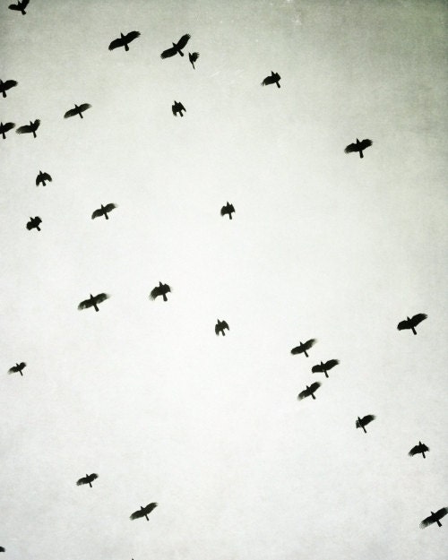 Black and white Photography - birds in flight pale gray black birds wall art  minimal modern decor 8x10 - Upward - LupenGrainne