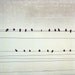 Birds on a wire Photography - Pale gray  - black bird wall art - city power lines photo - minimal modern 8x10 - A Few Notes