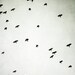Black and white Photography - birds in flight pale gray black birds wall art  minimal modern decor 8x10 - Upward