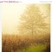 4th of July Sale Spring .Dreamy fog landscape . tree photography . earthy natural tones . rustic nature . 8x8 fine art photography print .