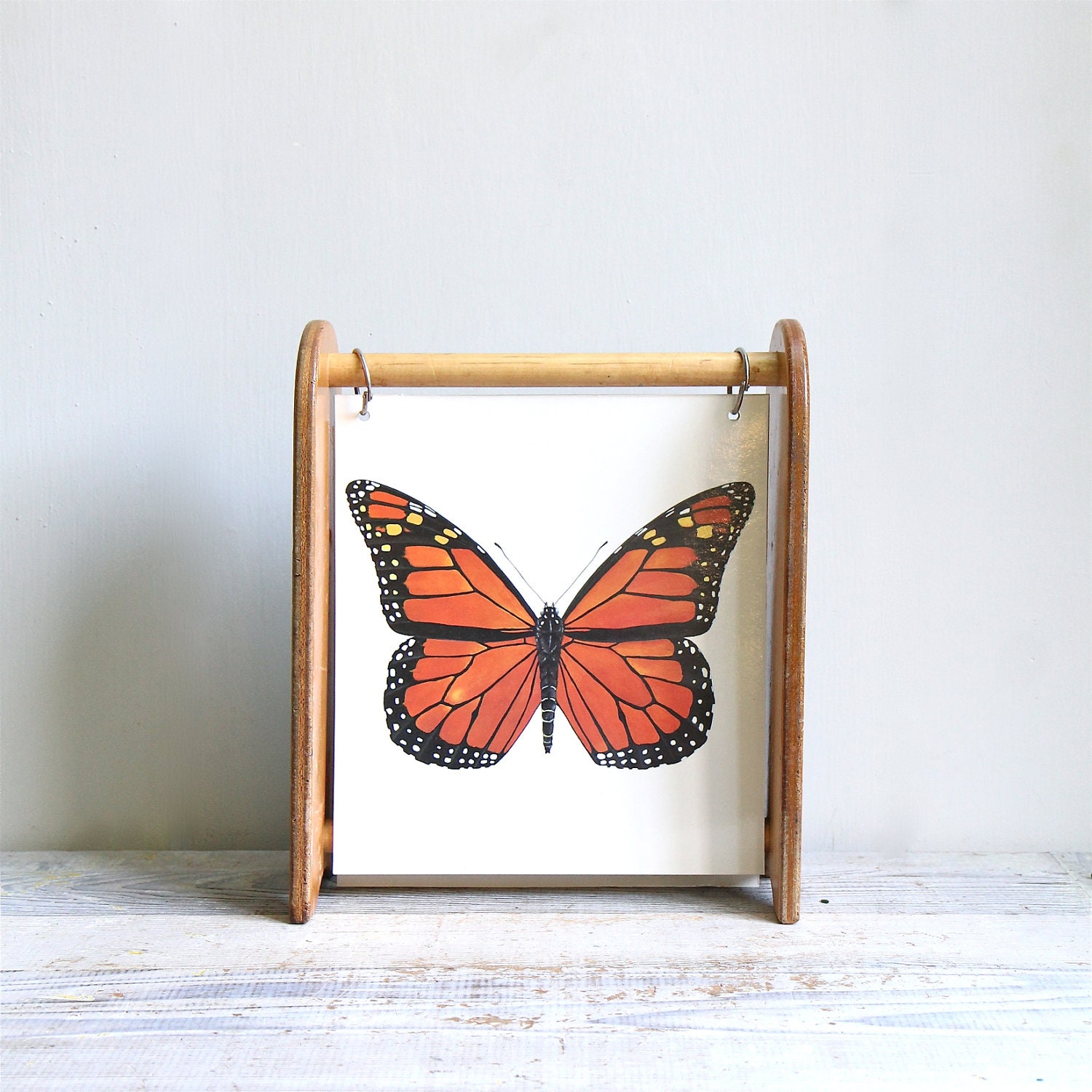 Vintage School Science Chart / Natural History, Insects, Butterfly