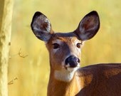 Nature photography, Virginia deer, woodland animal, amber, wildlife photography, honey gold, autumn photo - I Can Hear You 8x10