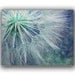 Dandelion Card -Nature Cards -Colorado Cards -Greeting Card Set -Blank Card -Birthday -Thank You -Blank Card Set of 6