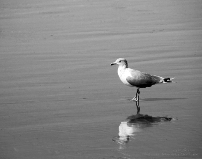 Seagull Print -Black and White Photography -Sea Bird -Coastal Beach Decor -Minimalist Art -Seaside Decor -8x10 Colorado Fine Art Photograph