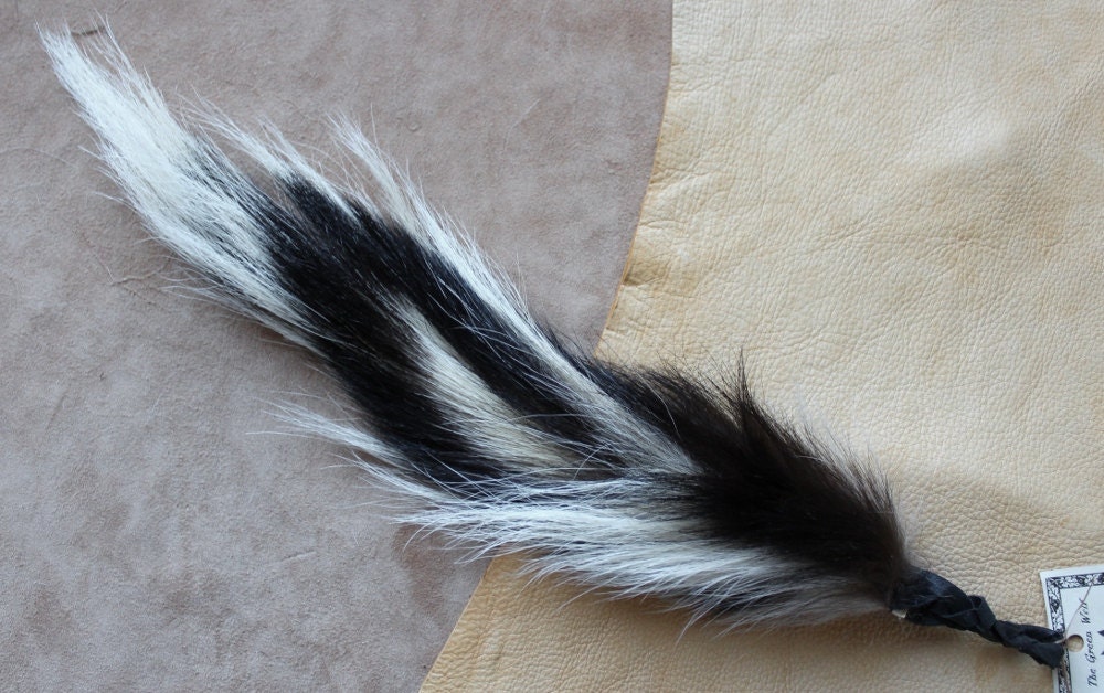 Striped skunk with wide fanned tail