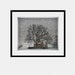 Winter Photography, white, tree, barn, snow, winter home decor, Snow Barn, nature fine art photography print 8x10
