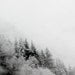 Winter Photography, Art, Black and White, Nature, Trees, Ice, Snow, Fits an 8x10 Frame