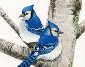 Blue Jays in Birch Tree - 11x14 archival watercolor print by Tracy Lizotte