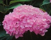 Pink Hydrangea Fine Art Photograph Print Glossy OOAK
