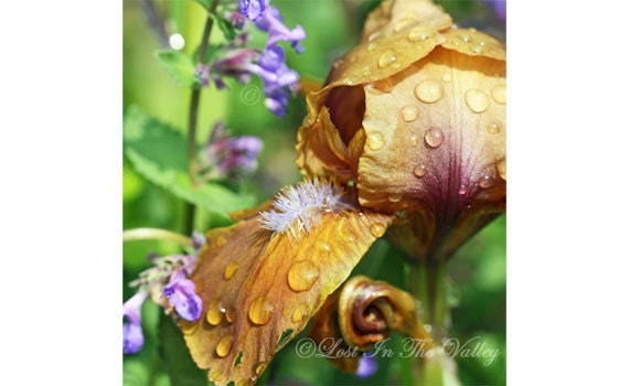 Misty Rain Photograph, Flower Photo, Spring Green, Violet Purple, Rust Ochre, Nature, Iris Garden, Floral Decor, Fine Art Photography