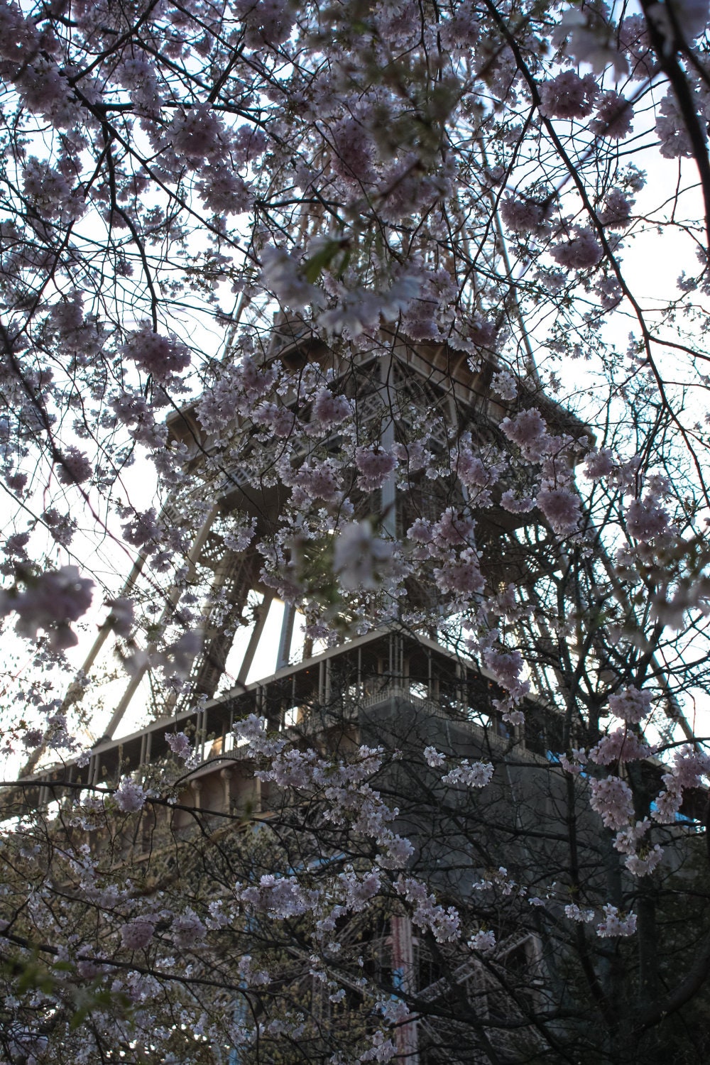Paris Photography - Paris Cherry Blossoms - 8x10 Fine Art Photograph - Eiffel Tower - Paris Decor - Blush Pink