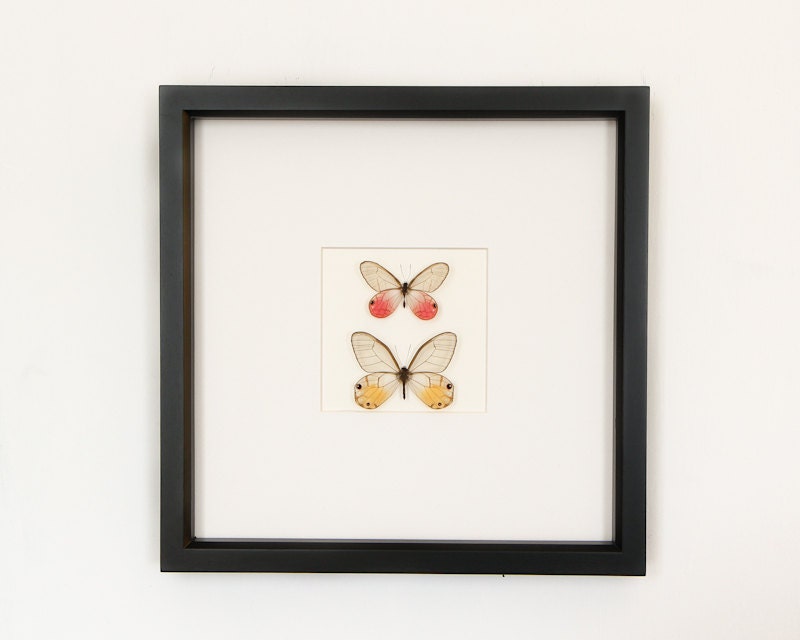 Real Framed Insect Real Glasswing Butterfly