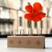 Edible Flower Heirloom Seed Kit with Wooden Block and Vials
