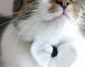 Bow Tie Cat or Dog Collar in Black with White Bow