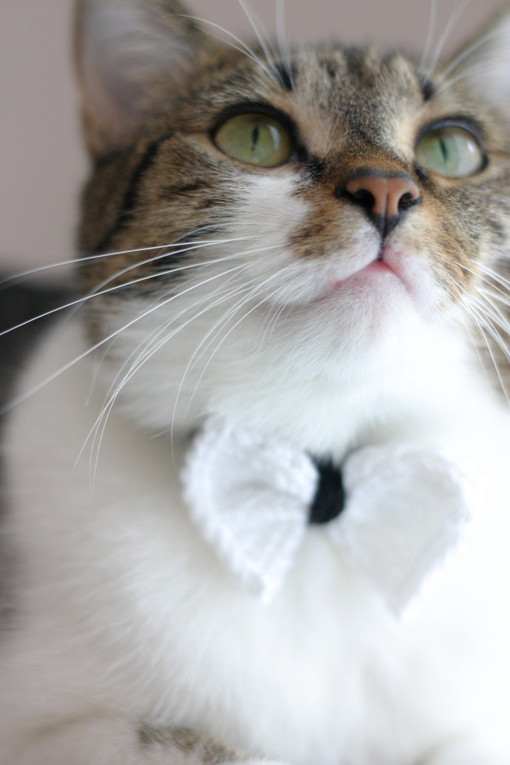 Bow Tie Cat or Dog Collar in Black with White Bow