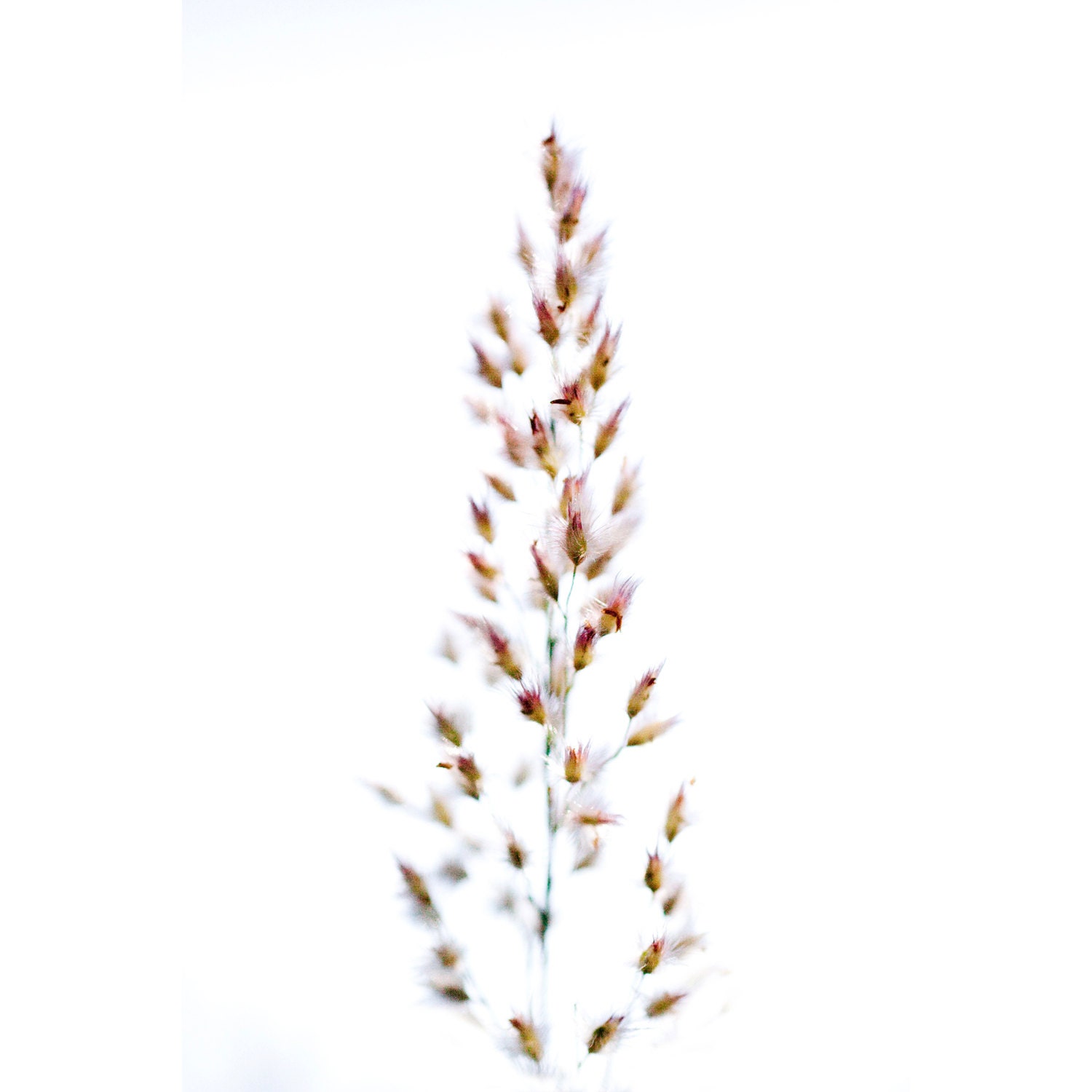 Photography Christmas Tree Grass Seed Minimal Holiday Decor White Pastel Country Simple Natural Clean Home Cottage