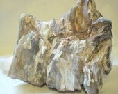Petrified Wood, 4 pounds