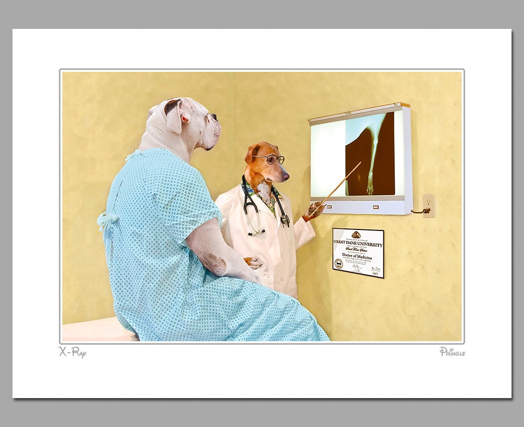 X-Ray, 16 X 20 matted photograph of an American bulldog looking at an x-ray at the doctor's office