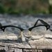 Vintage 1950 Cat Eye Artcraft Eye Glasses