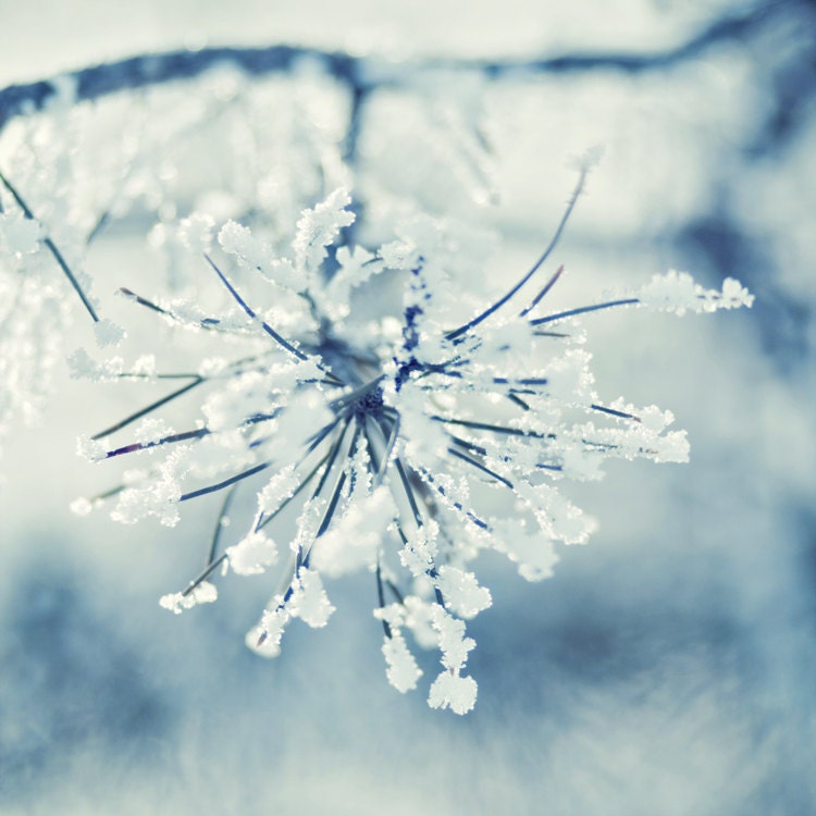 Frosty - 5 x 5 Fine Art Photograph - blue white ice snow covered branches forest pine woods winter