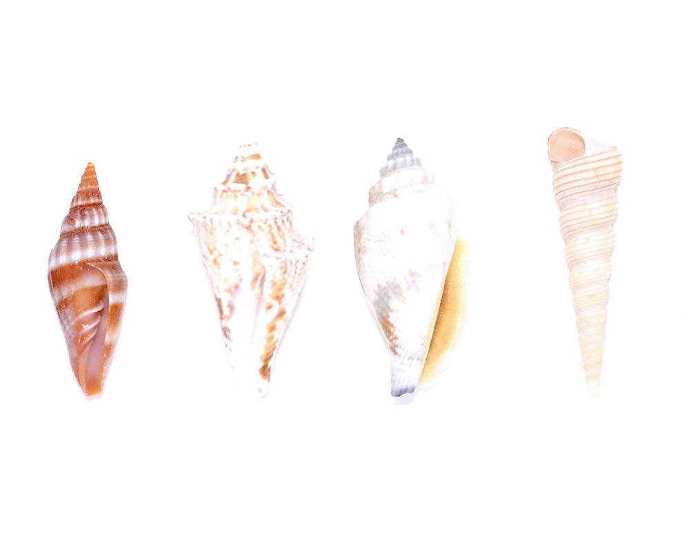 Seashell photo, beach, summer, still life, macro, nature, minimal nautical - Sea shell collection no 2 - 8 x 10