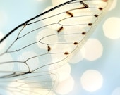 Insect photo blue entomology nature woodland pastel bug photo still life minimal spring macro bokeh - Cicada Wing  8 x 10