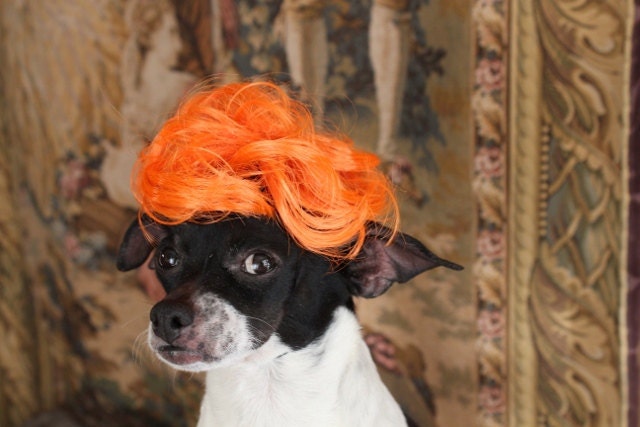Pet   wig  for dog or cat