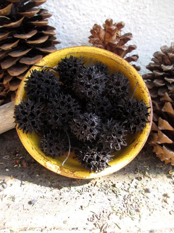 3 Prospeity Hoodoo Juju Witches Burr - Abundance, Fertility, Prosperity, Protection