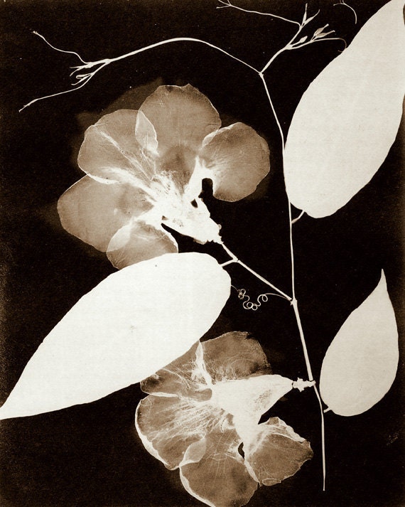 Antique Botanical Print "Leaf and Curl" Black and White Silhouette Photogenic Drawing - Dark Floral Print Woodland Forest