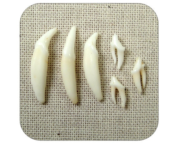 Specimens - Tiny Real Rodent Teeth - Qty. 6  - Lot 1219