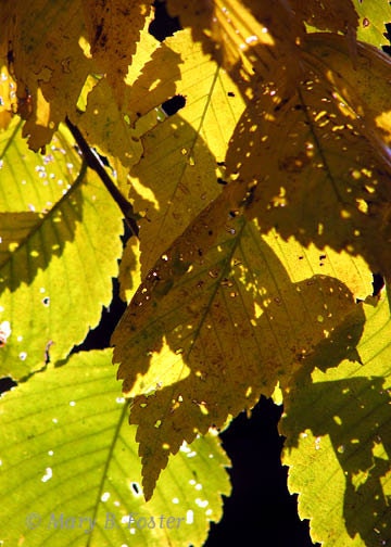 Autumn Photography Elm Leaves Silhouette 5x7 print fine art nature photo fall leaf shadows, yellow green brown black, woodland home decor