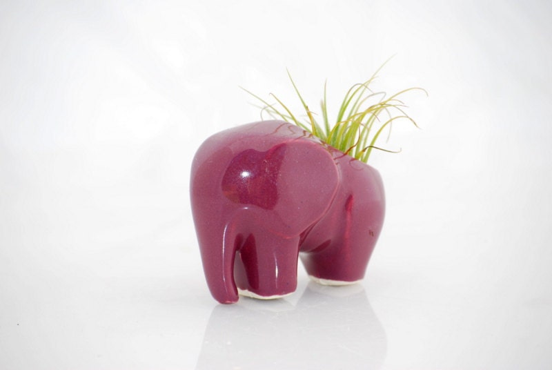 Elephant  air plant pod