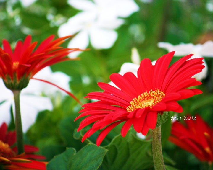 8" x 10" Bright Red Gerbera Daisy Flower Photographic Print