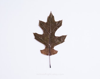 Autumn Leaf N1 - 8x10. Fine Art Photographic Natural History Print. Minimal simple style. Natural Home Decor. Indoor garden botanical