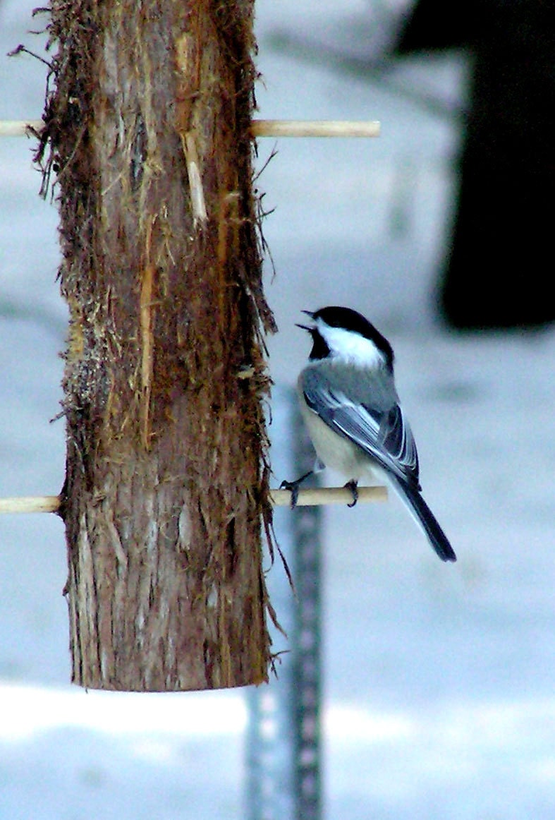 cedar peanut butter bird feeder by cedarbreezes on etsy cedar peanut butter bird feeder by cedarbreezes on etsy