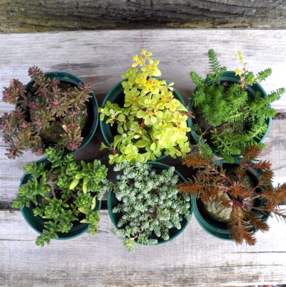 Succulent Sedum Plants 6 Pack in 3" Pot, Great Gift Favors, Terrariums, Tablescapes, old boots, dish gardens