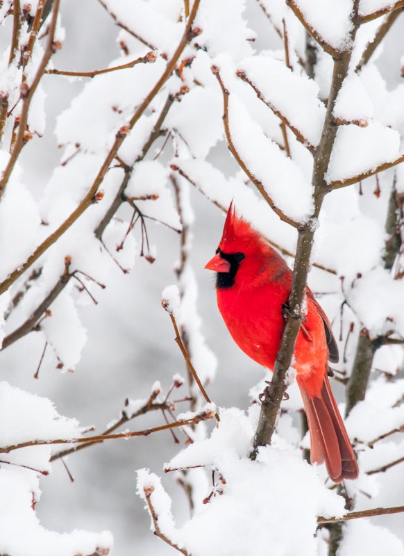 Christmas Cards Custom Personalized Red Cardinal Bird White Snow Landscape Winter Photo - Set of 25, your choice of text or blank inside - greenpix