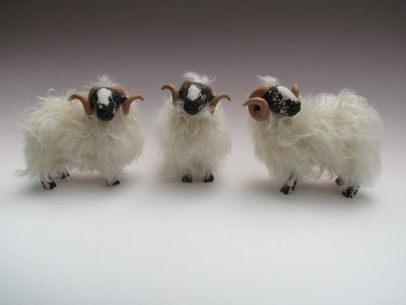 Scottish Blackface Rams