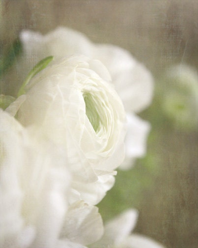 White Flower Photograph soft dreamy ranunculus peace wedding 8x10 nursery home decor - FirstLightPhoto