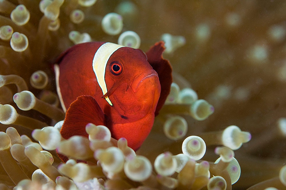 Underwater Photograph of Maroon Clownfish with Sea Anemone 8x12 Wall Art Great for Bathroom Decor or Beach Home Decor