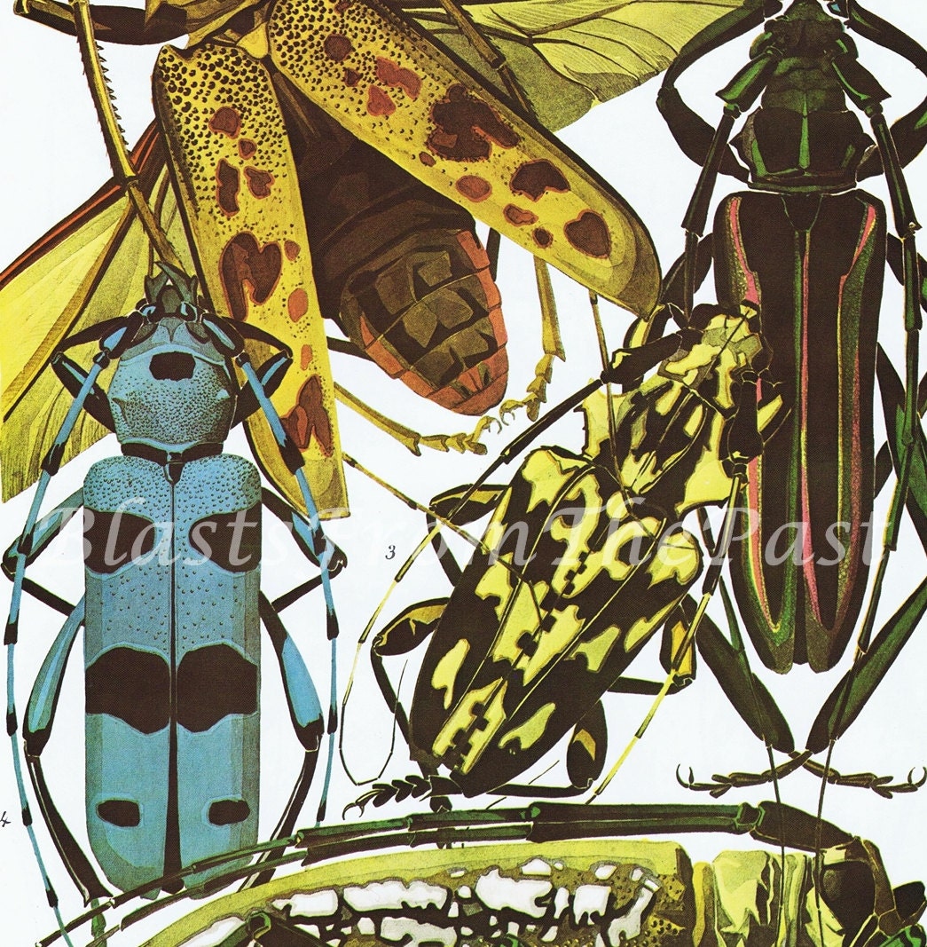 Vintage SEGUY INSECT Print PL 23-24, Beautifully Illustrated, Colorful, Perfect for Framing, Art Deco, Grasshopper, Butterfly, Bugs