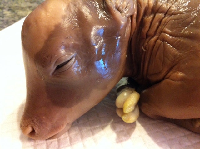 Cow Fetus