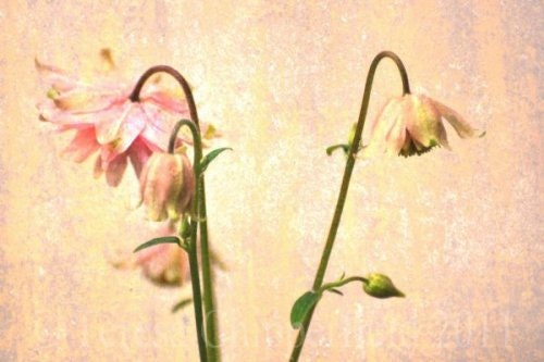 Fine Art Photography  - Blushing - Pink Flowers - 8 x 12 - Digital Photo Print - Vintage Textured Wall Art - Floral Home Decor