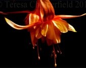 Fine Art Flower Photography "Good Night Fuchsia" - 8 x 12 Digital Photo Print, Warm Evening Tones, Romantic, Beautiful Wall Art, Home Decor